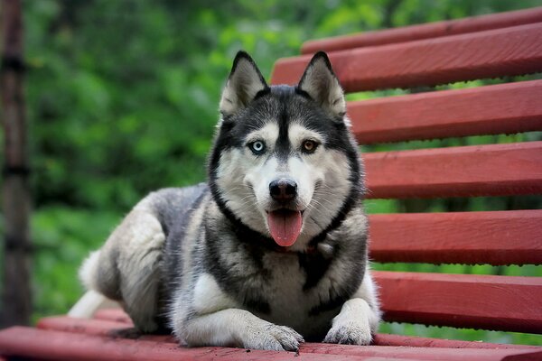 Ein Hund der Siberian Husky Völker liegt auf einer Bank