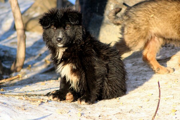 Der Blick eines obdachlosen Welpen im Winter