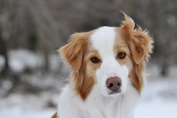Joli chien derrière le fond d hiver