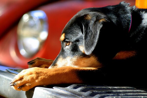 Chiot se trouve sur le pare-chocs de la voiture rouge