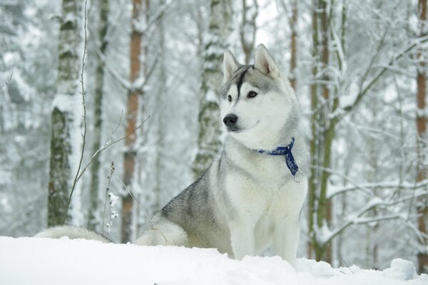 Erwachsener Husky-Hund im verschneiten Wald