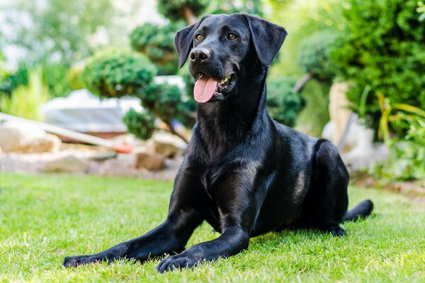 Cane nero sul prato verde