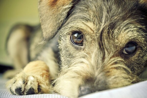 Chiot mignon regarde dans les yeux