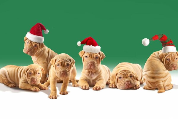 Cani di Natale cuccioli di Shar Pei