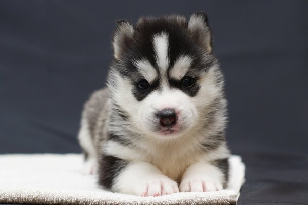 Joli look de chiot noir et blanc