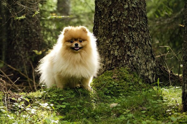 Hund frierte auf einer Lichtung im Wald ein