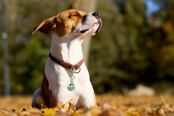 Un cane soddisfatto giace sulle foglie gialle autunnali