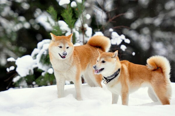 Shiba-inu tummeln sich im verschneiten Wald