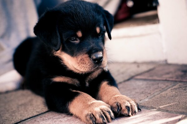 Mignon chiot chien de berger, quel regard