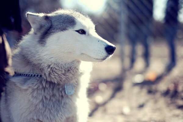 Museau de Husky sur une chaîne dans le parc