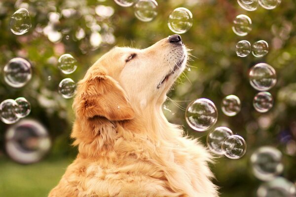 Cute dog surrounded by soap bubbles