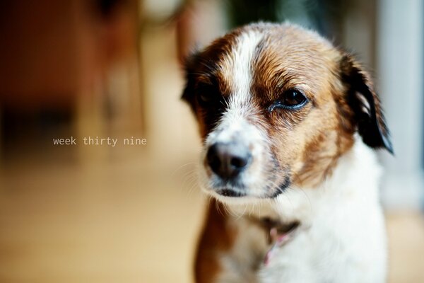 The brown and white dog looks sad