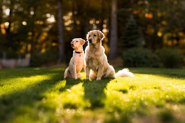 Dos perros sentados en un claro verde iluminado por el sol