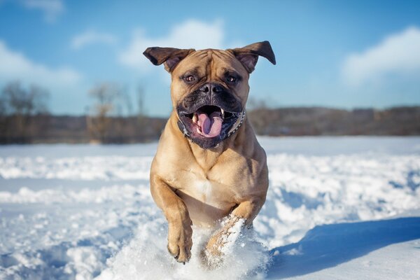 A dog on a winter background