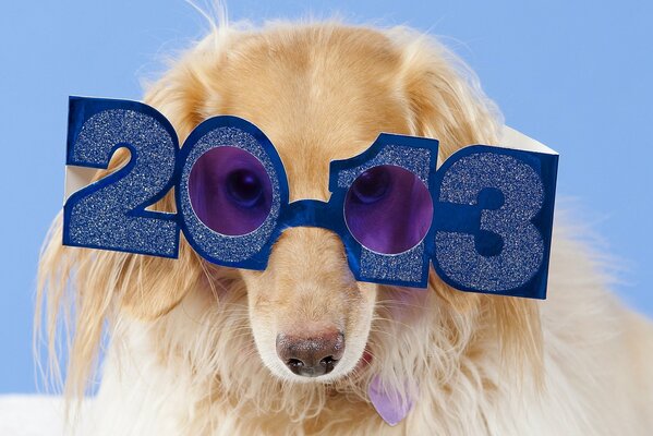 Ein heller Dackel in einer Neujahrsbrille