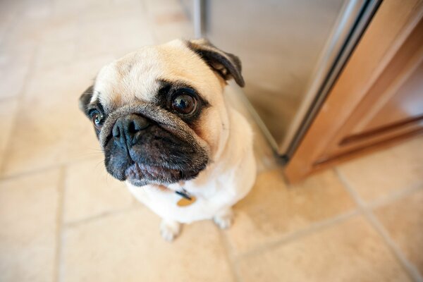 The pug sits and looks up