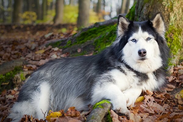 A black and white big dog is lying by a tree