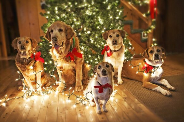 Humeur du nouvel an des chiens