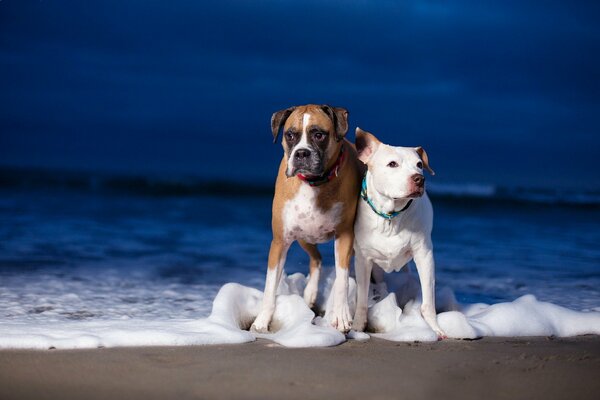 Zwei Hunde am Meer