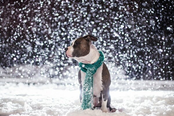 A dog with a green scarf on the background of a snowfall