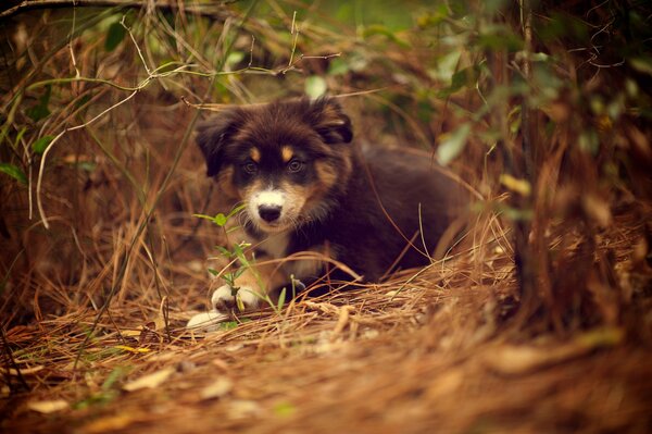 Cachorro de Ridley en la naturaleza en la hierba