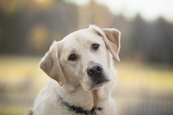 Sguardo triste del cane bianco sveglio