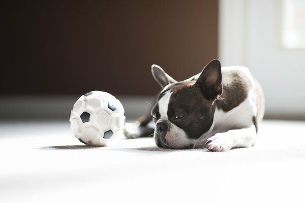Bouledogue français et balle à côté