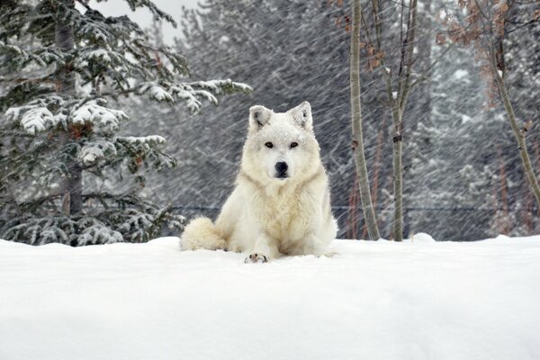 Il cane bianco soffice non ha paura del gelo e della neve