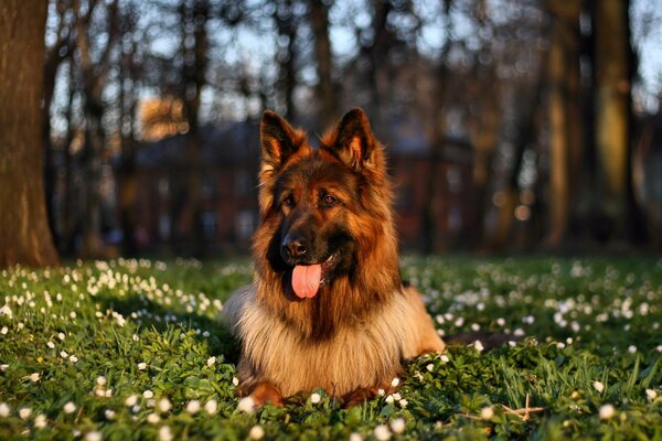Compatibilité de la beauté de la nature et du chien