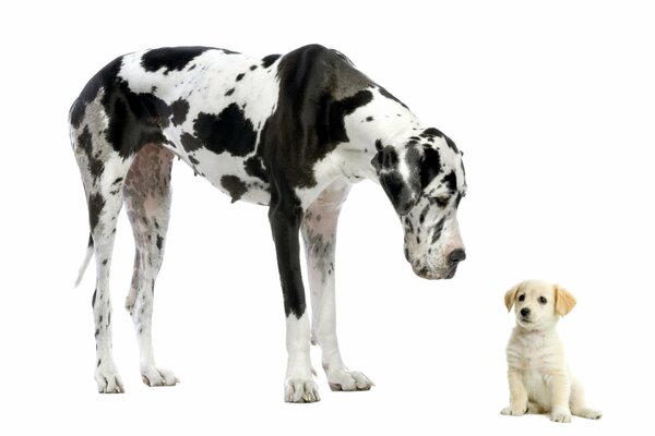 Il grande cane sta in piedi e guarda giù il piccolo cucciolo che si siede