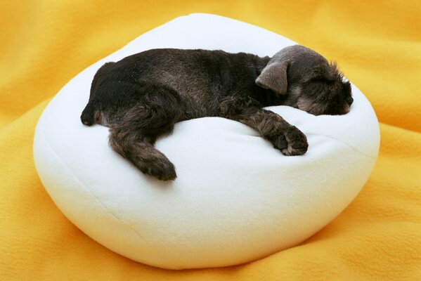 El pequeño cachorro duerme Dulcemente en una almohada
