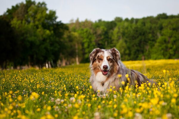 A dog in a field on a background of flowers