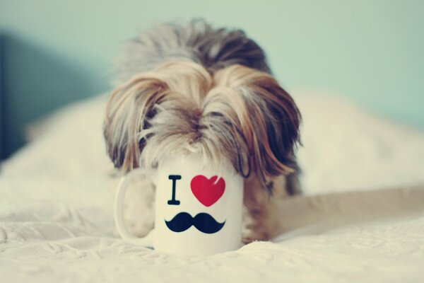 Perro escondido en una taza con una linda inscripción