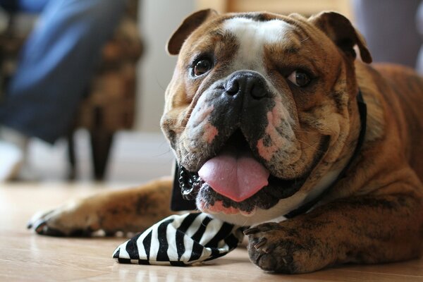 A bulldog in a tie with his tongue hanging out