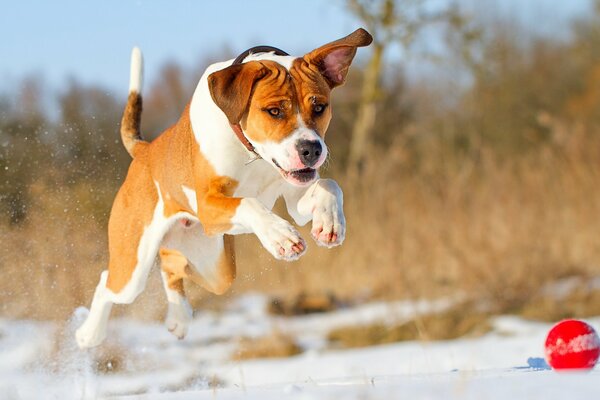 Jugar al aire libre con el perro es genial