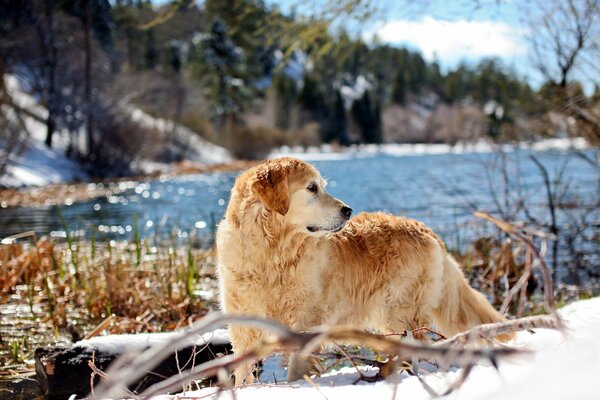 The retriever decided to take a walk in the spring on the river