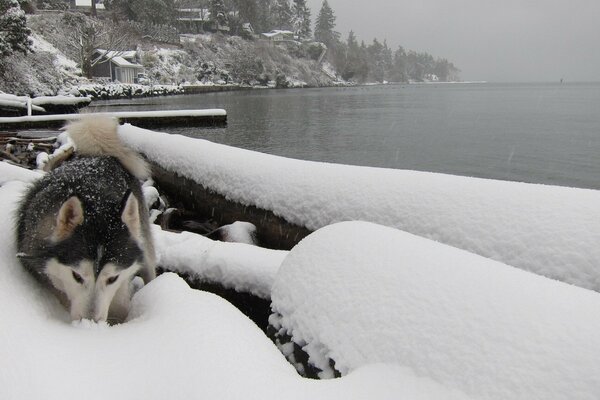 Laika sur la rive du réservoir d hiver