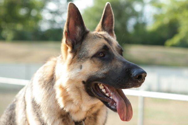 The eyes and muzzle of an Eastern European Shepherd Dog