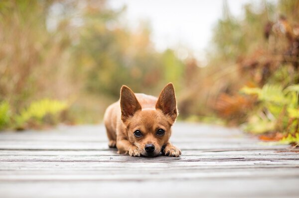 La mirada de un perro en el fondo del otoño