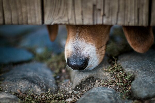 Piedras de la cerca del perro de la nariz