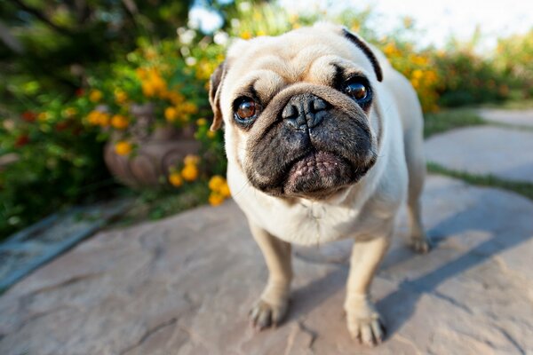 Netter Hund Mops. Intelligenter Blick