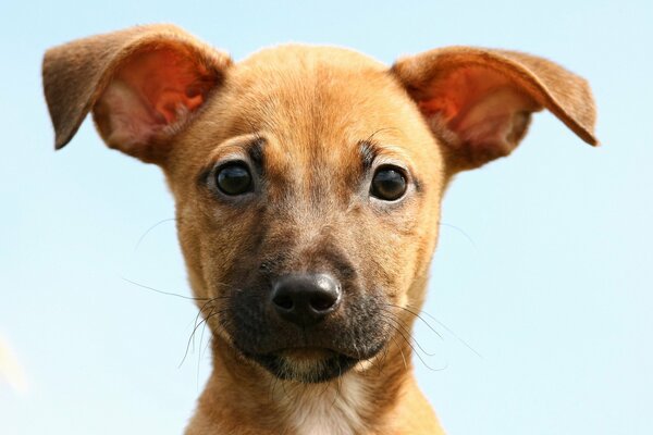 Portrait of a dog. Man s friend