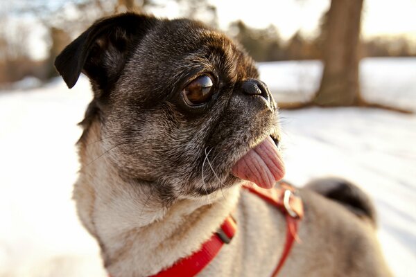 Pug stuck out his tongue on a walk