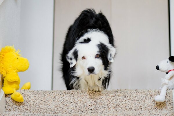Der Hund und sein Spielzeug im Haus