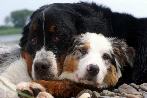 Deux chiens mignons. Amis de l homme
