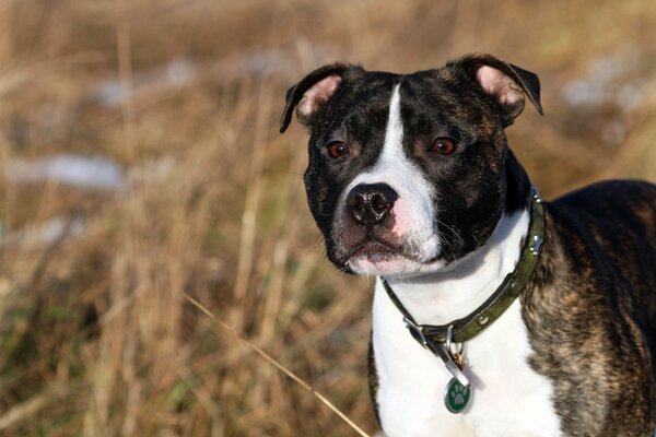 Hunde Parade staffordshire bull terrier Freund des menschen