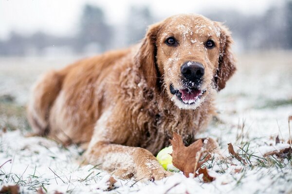 The dog lies in the snow in winter