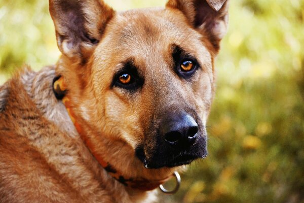 Dog with sad eyes close-up