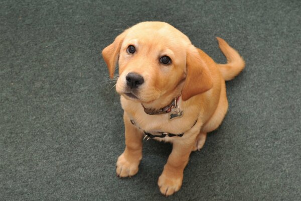 A little puppy with a sad look