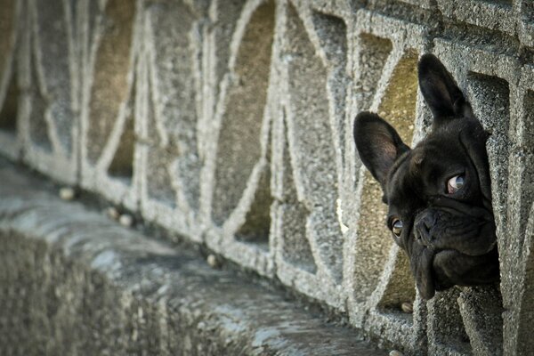The curious gaze of a French bulldog